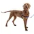 Ferplast Harnais de dressage pour chiens avec système COACH P
