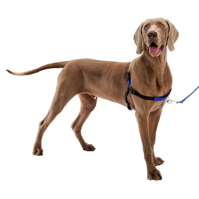 Ferplast Harnais de dressage pour chiens avec système COACH P