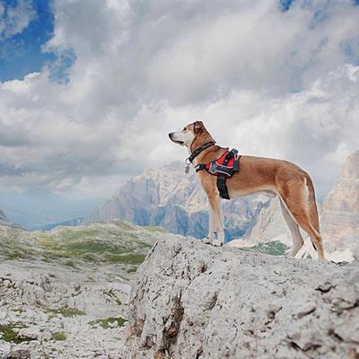 Ferplast Harnais technique pour chiens avec poignée et HERCULES M