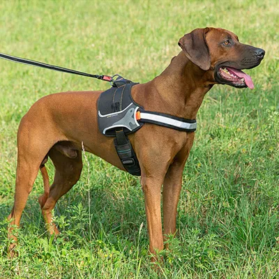 Ferplast Harnais technique pour chiens avec poignée et HERCULES M Ferplast Harnais technique pour chiens avec poignée et HERCULES M