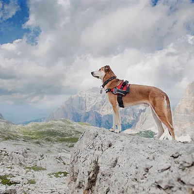 Ferplast Technisches Geschirr für Hunde mit Griff und HERCULES M