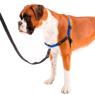 Ferplast Harnais de dressage pour chiens avec système COACH P