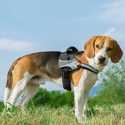 Ferplast Harnais technique pour chiens avec poignée et HERCULES S