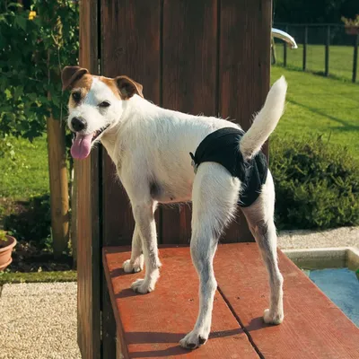 Ferplast Serviette hygiénique pour chiens. Vendues par 12. DOG PADS
