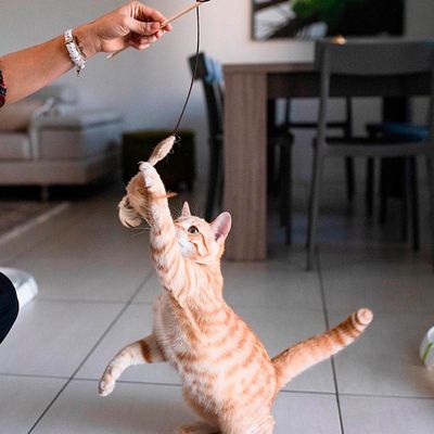 Ferplast Canne à pêche en bois avec souris pour chats Jouet PA 4998