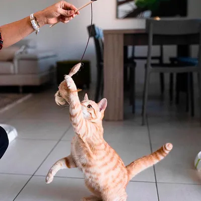 Ferplast Canne à pêche en bois avec souris pour chats Jouet PA 4998