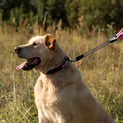 Ferplast Laisse courte pour chiens en nylon avec poignée ERGOFLUO GM