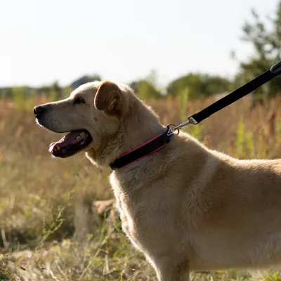 Ferplast Laisse courte pour chiens en nylon avec poignée ERGOFLUO GM