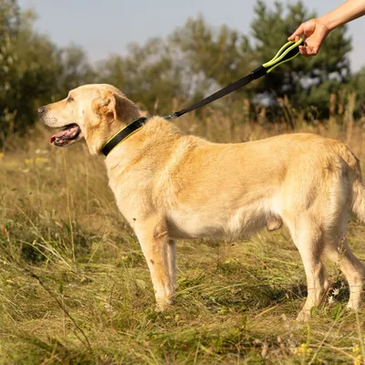 Ferplast Laisse courte pour chiens en nylon avec poignée ERGOFLUO GM