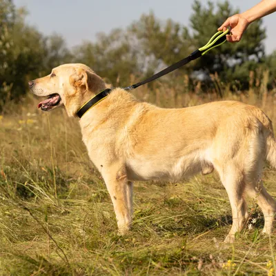 Ferplast Laisse courte pour chiens en nylon avec poignée ERGOFLUO GM