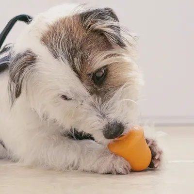 Ferplast Jouet pour chien Ferplast Crazy Bell, petite CRAZY BELL