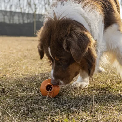 Ferplast Jouet pour chien Ferplast Crazy Bell, grande CRAZY BELL