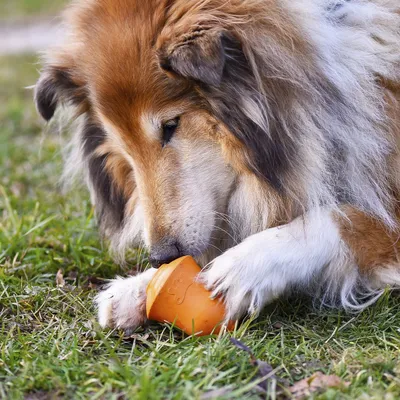 Ferplast Jouet pour chien Ferplast Crazy Bell, moyenne CRAZY BELL