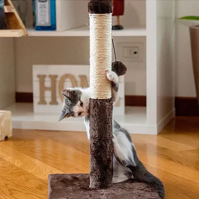 Ferplast Griffoir pour chats avec boule pendentif Arbre à chats