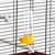 Ferplast Cage pour canaris et autres petits oiseaux PIANO 4