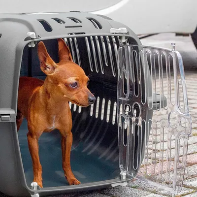 Ferplast Cage de transport Ferplast JET 20 pour chats et JET 20