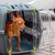 Ferplast Cage de transport Ferplast JET 20 pour chats et JET 20