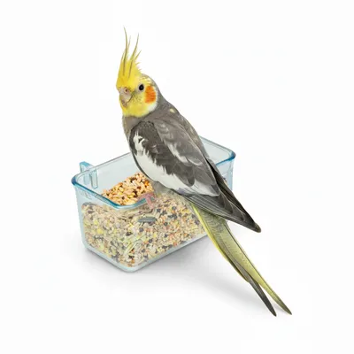 Ferplast Mangeoire en plastique transparente pour petits Mangeoire FPI