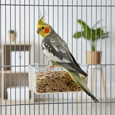 Ferplast Mangeoire en plastique transparente pour petits Mangeoire FPI