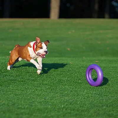 Ferplast Outil de fitness pour chiens Puller Maxi Violet