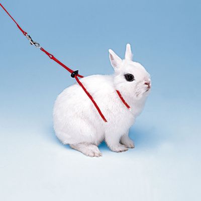 Ferplast Harnais avec laisse pour lapins NY RAB