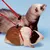 Ferplast Harnais pour furets et cochons d’Inde NY ROD