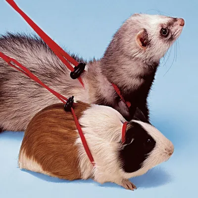 Ferplast Harnais pour furets et cochons d’Inde NY ROD