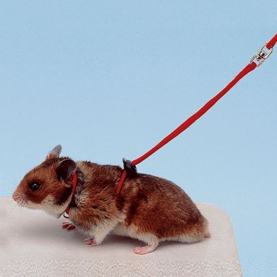 Ferplast Harnais avec laisse pour hamsters NY HAM