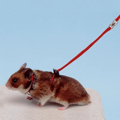 Ferplast Harnais avec laisse pour hamsters NY HAM