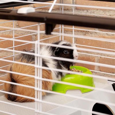 Cage pour Lapins Cage pour Rongeur Enclos Petits Animaux Multi-taille