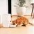 Pawsync Distributeur intelligent 3,6L anti-obstruction