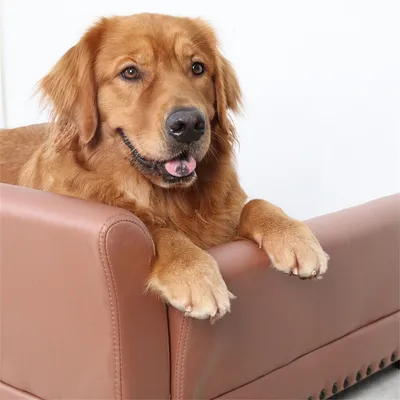 BINGOPAW Canapé en cuir pour chien Lit Surélevé BINGOPAW Canapé en cuir pour chien Lit Surélevé