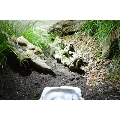 LUCKY REPTILE Jungle Parure de lit