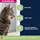 Eukanuba Chat Adulte Controle des Boules de Poils Toutes Races Poulet 2kg