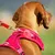 TRIXIE Snacks Tendre - Friandises pour Chien TRIXIE Snacks Tendre - Friandises pour Chien
