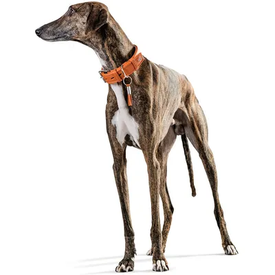 Hunter Collier pour Chien Cannes - Cuir Nappa de Vachette