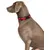 Collier Confortable HALTI - Un Collier pour Chien Rembourre en Neoprene Dou
