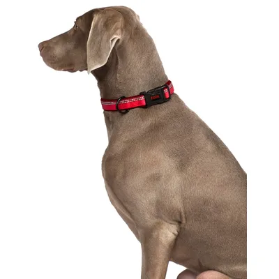 Collier Confortable HALTI - Un Collier pour Chien Rembourre en Neoprene Dou