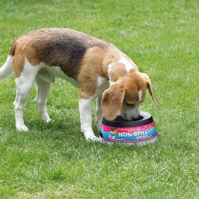Bol d'Eau Petit Abreuvoir Chien Multicolore 600 ml/1400 ml