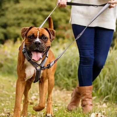 Laisse Double HALTI - Laisse educative pour Chien avec Coutures Reflechissa