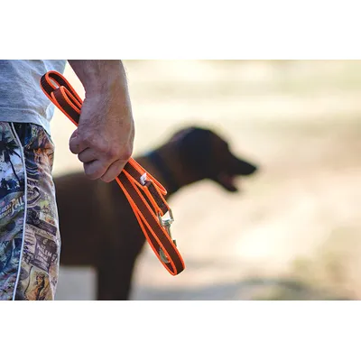 Julius-K9 Laisse De Sport Anti-Glisse Sans Poignée Pour Chien, Orange Fluo,
