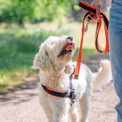 Nobby Mesh Preno Laisse d'Entrainement pour Chien Orange Neon 200 cm/25-35