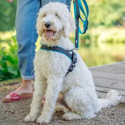 Nobby Mesh Preno Laisse d'Entrainement pour Chien Orange Neon 200 cm/25-35