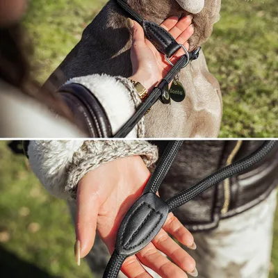 lionto laisse de dressage avec collier intégré et butée, en nylon