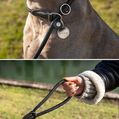 lionto laisse de dressage avec collier intégré et butée, en nylon