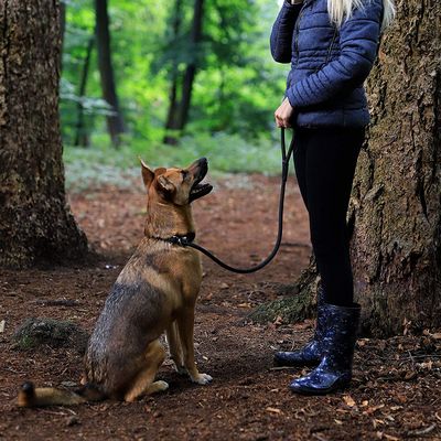 lionto laisse de dressage avec collier intégré et butée, en nylon