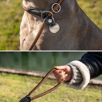 lionto laisse de dressage avec collier intégré et butée, en nylon