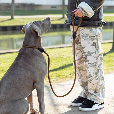 lionto laisse de dressage avec collier intégré et butée, en nylon