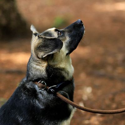 lionto laisse de dressage avec collier intégré et butée, en nylon