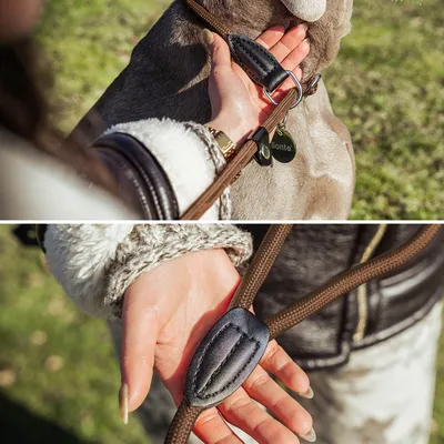 lionto laisse de dressage avec collier intégré et butée, en nylon